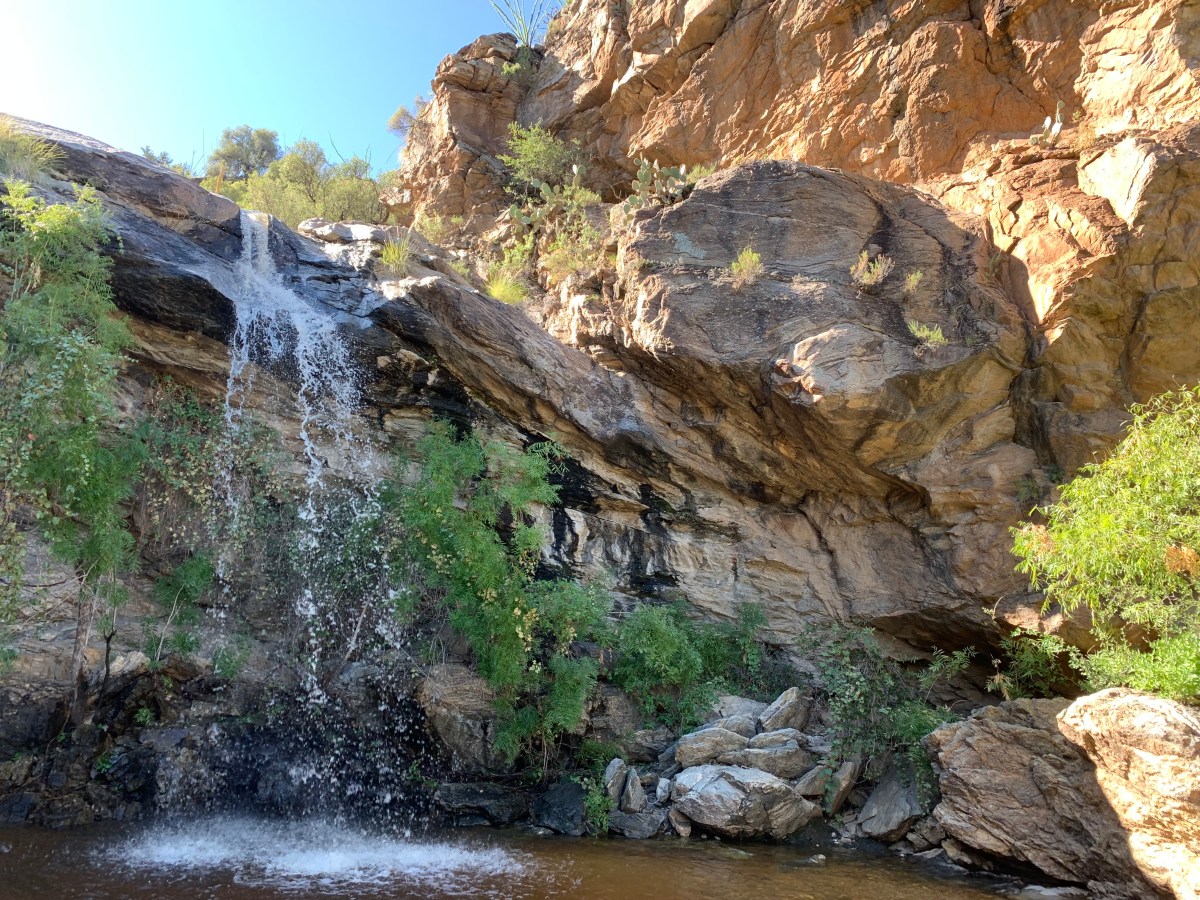 Saguaro National Park