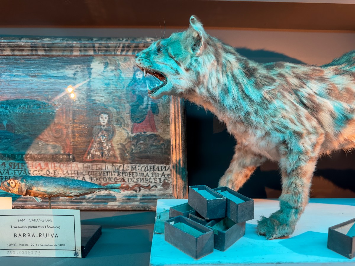 Cabinet of Curiosities